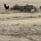 دجاج بر