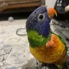 لوري مقطوع منه اصبع