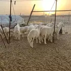 حري طليان ذبيحه ضيوف ذبايح مناسبات ذبائح ثلاجه