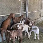 عرس ( تيوس و عنقان حص )