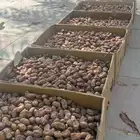 تمر خلاص للبيع