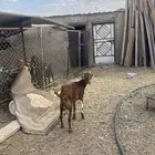 معزاء للبيع