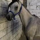 مهر واهو