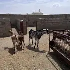 فحل اوشح صنف