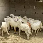 طليان ورخال تربيه