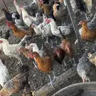 دجاج بلدي بياض