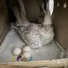 للبيع زوج كروان