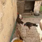 شامو ياباني