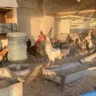 دجاج بياض البيع جميع 120