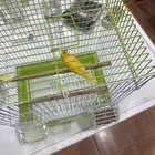 للبيع كناري إيراني