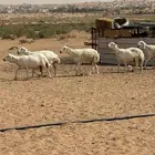 غنم حريات
