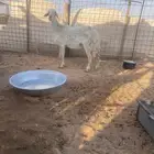 حريه مقروعه لها شهرين