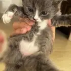قط شيرازي للبيع