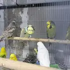 توفر فقط ذكور بادجي انجليزي