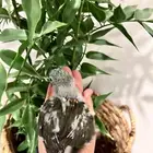 نوادر   فرخ لوري اوليب لهواة الغر والهدد