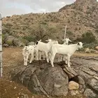 تيوس بيشية لباني شحم ولحم