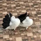 زوج رقاص هولندي مذيل