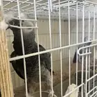 للبيع 3 اجواز كاسكو