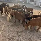 بهم سواكن حمري