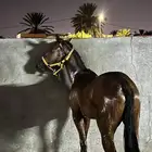 مهر مهجن