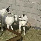 تيوس للبيع