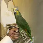 ببغاء أليف جدا صحه و نظافه شرط