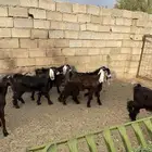 للبيع جفرات العدد11