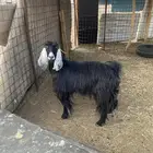 عنز مضرع للبيع