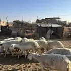 حريات حرش طيب عدده 20 معه 5 متابيع