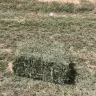 برسيم صافي ورق اليوم ملبن
