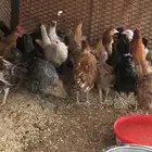 صوص دجاج بلدي الهم شهرين ونص