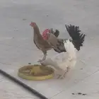 ديك ودجاجتين من انتاجي