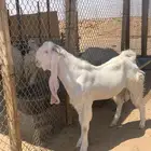 فحل تيس جذع ابيض ابرص مطور فاخررر العمر من 10 الا 11