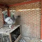 زاجل سباق