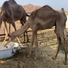 للبيع قعود عمره 7 شهور