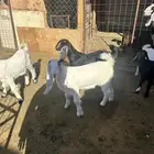 تيوس منادي
