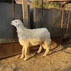 للبيع 3 خرفان كفو