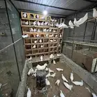 حمام رقاص  صنعاني