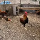 دجاج عربي