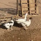 المشاعله