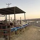 لباني شرط والطعم تحدي عمر الحاشي (6)شهور