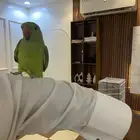 ببغاء درة الهندي