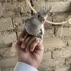 كروان فرخ عمره شهر