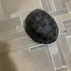 اللبيه سلحفاء وسط