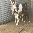 عنز هولنديه توها سدس معها جفر عمره 3 شهور ونص.