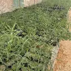 شتلات طلح ملحي للبيع