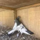 حمام باكستاني