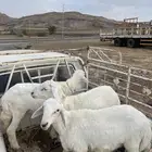 خرفان للبيع