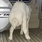 طلي كفوو للبيع ( تم البيع )