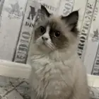 قطه راغدول للبيع